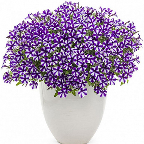 Петуния Mini Vista Violet Star