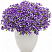 Петуния Mini Vista Violet Star