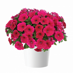 Петуния CASCADIAS™ Fuchsia