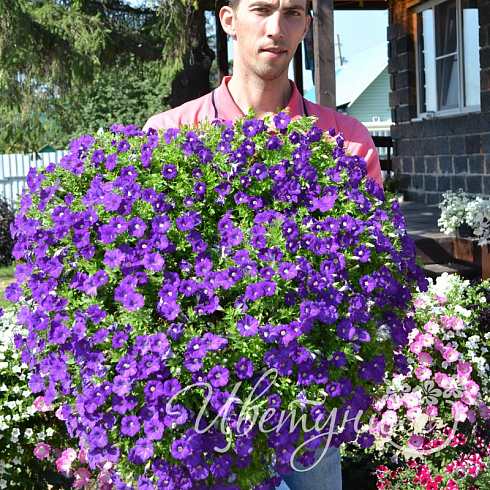 Петуния Blanket Violet  (13шт.) (от сохраненных маточных растений) МАРТ