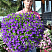 Петуния Blanket Violet  (13шт.) (от сохраненных маточных растений) МАРТ