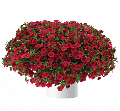 Калибрахоа Lia Dark Red