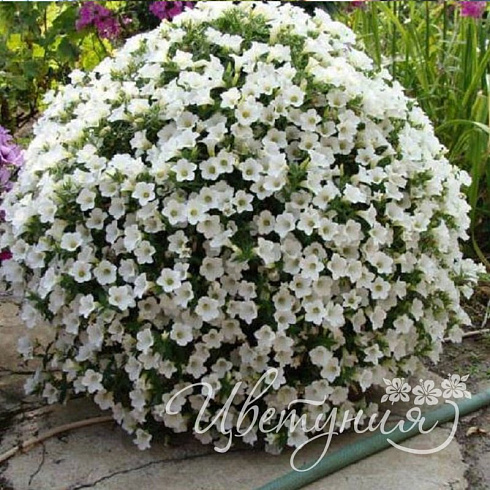 Петуния Surfinia Table White ( 13 шт.) АПРЕЛЬ