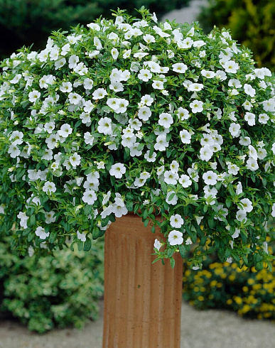 Калибрахоа Million Bells Trailing Ice