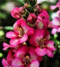 Антирринум ампельный Dazzling Lips Rose