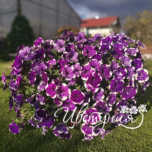 Петуния AlpeTunia Glacier Sky