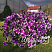 Петуния AlpeTunia Glacier Sky