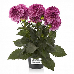 Георгина Dahlia Labella Grande Pink