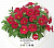 Петхоа ThePowerSisters Red Runa