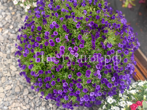 Петуния Mini Vista Violet