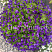 Петуния Mini Vista Violet