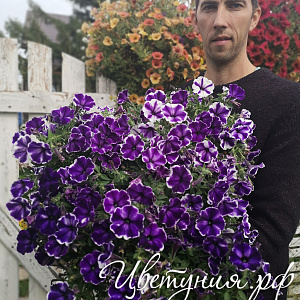 Петуния Crazytunia Blue Ice