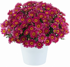 Аргирантемум LOLLIES™ Berry Gummy (13шт.) МАРТ