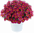 Аргирантемум LOLLIES™ Berry Gummy (13шт.) МАРТ