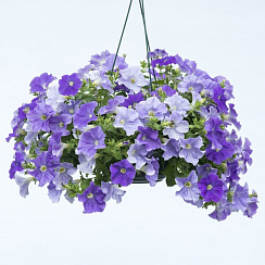 Петуния Fanfare Sky Blue