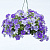 Петуния Fanfare Sky Blue