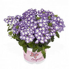 Вербена Empress Flair Blue Charme
