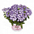 Вербена Empress Flair Blue Charme