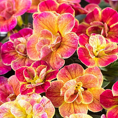 Калибрахоа Chameleon Double Desert Rose