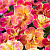 Калибрахоа Chameleon Double Desert Rose
