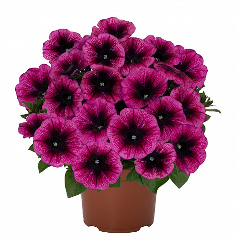 Петуния Sweetunia Purple Gem .