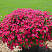 Петуния Vista Fuchsia Improved