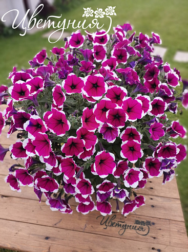 Петуния CASCADIAS™ Rim Cherry Improved (13шт.) АПРЕЛЬ