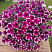 Петуния CASCADIAS™ Rim Cherry Improved (13шт.) АПРЕЛЬ