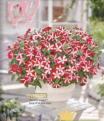 Петуния Amore King of Hearts