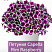 Петуния Capella Rim Raspberry