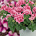 Петуния Sweet Sunshine Compact Pink Red Veins