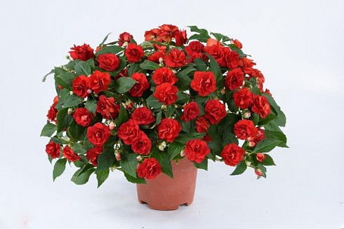 Бальзамин Уоллера Musica Elegant Red