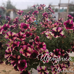 Петуния Crazytunia Blackberry Cheesecake