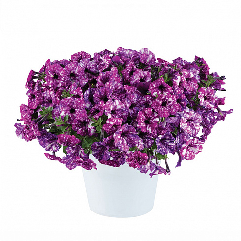 Петуния Splash Dance Purple Polka