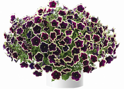 Петуния Cascadias Rim Magenta