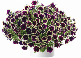 Петуния Cascadias Rim Magenta