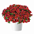 Калибрахоа COLIBRI™ Exotic Red Bling (13шт.) МАРТ