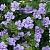 Бакопа Scopia Double Lavender (13шт.) МАРТ