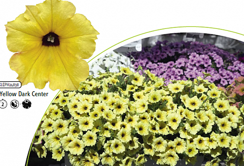 Петуния AlpeTunia Yellow Dark Center