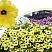 Петуния AlpeTunia Yellow Dark Center