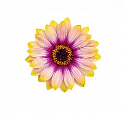 Остеоспермум FlowerPower Orange Sunset
