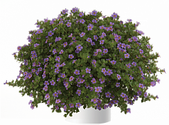 Бакопа SCOPIA® GREAT REGAL BLUE