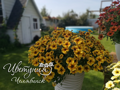 Петхоа Chameletunia® Caramel Yellow (Petchoa BeautiCal) (13шт.) МАРТ