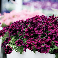 Петуния Crazytunia Cosmic Purple (13 шт.) АПРЕЛЬ