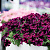Петуния Crazytunia Cosmic Purple (13 шт.) АПРЕЛЬ