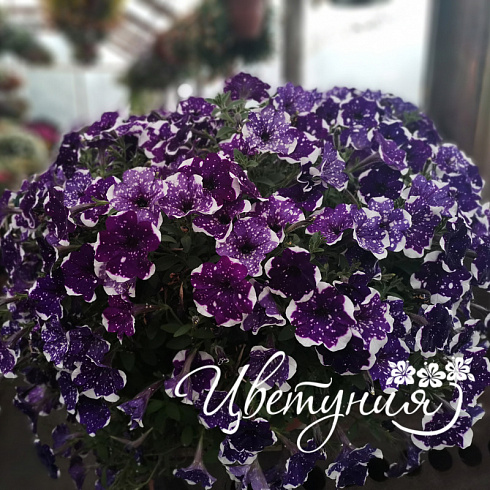 Петуния AlpeTunia Glacier Sky