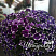 Петуния AlpeTunia Glacier Sky