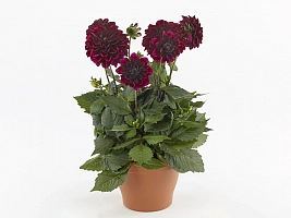 Георгина Dahlia Labella Grande Magenta