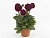 Георгина Dahlia Labella Grande Magenta