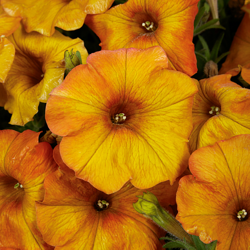 Петхоа Beautical Sunset Orange